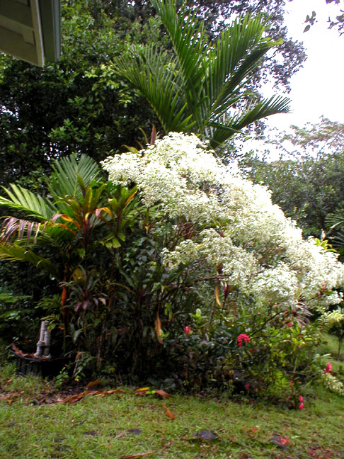 poinsetia